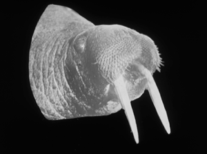 Image: Head (only) of walrus